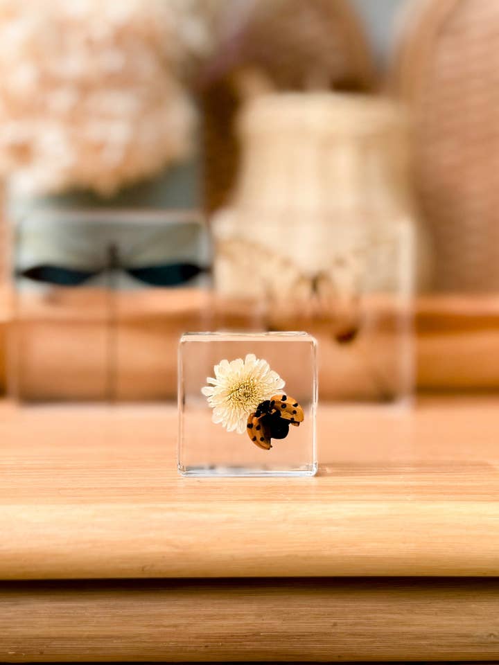 Ladybird and Flower Specimen for wholesale by Our Earth Life