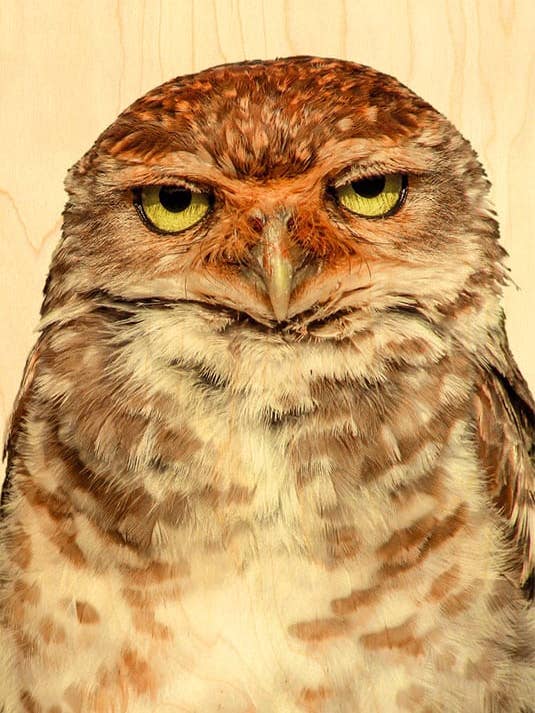 TRÄKORT ROVFÅGEL GRINIG UGGLE för wholesale av Hironwoods