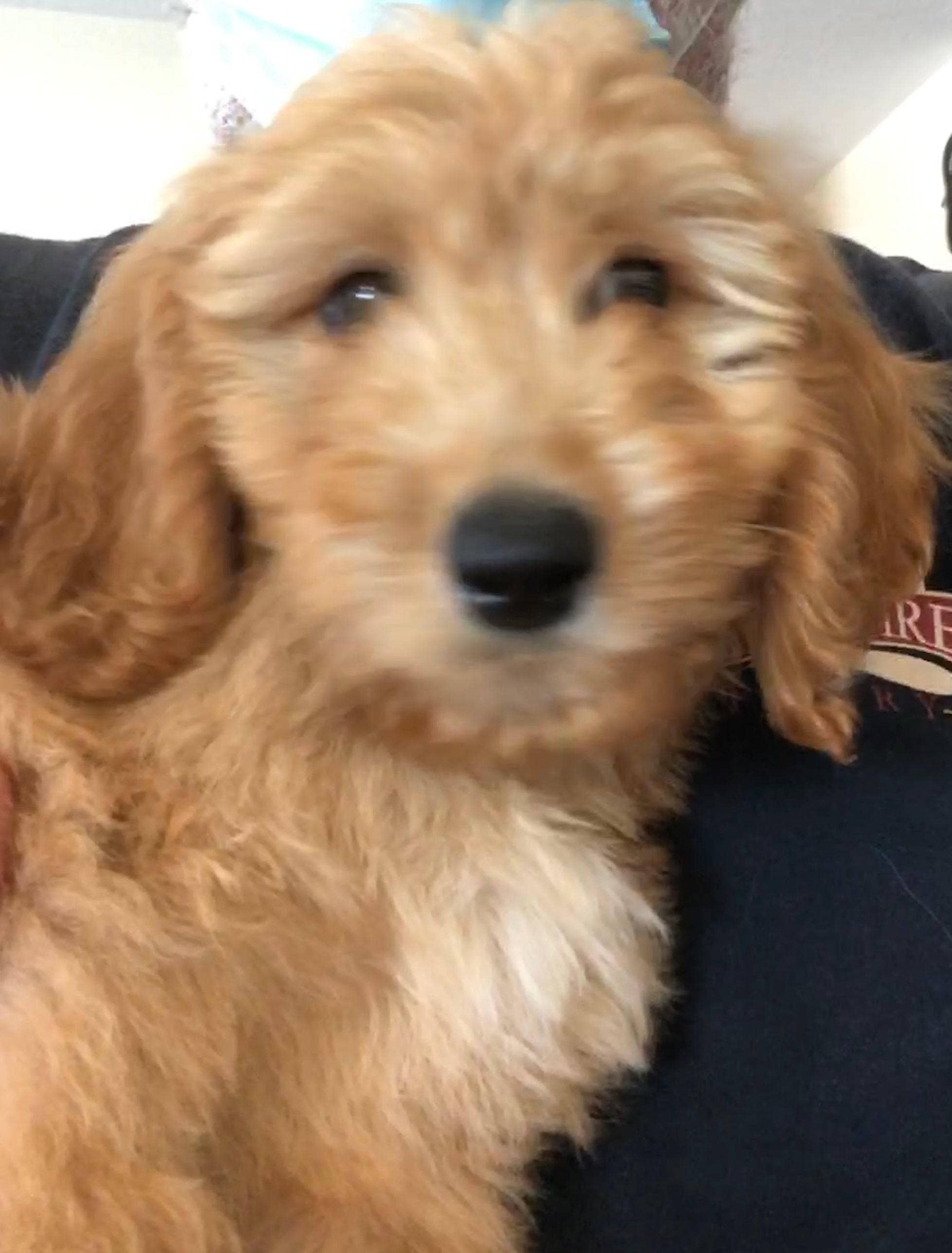 VIAI Beauty - Wholesale Jar/Filled Candle - PRAIRIE FIRE Puppy Breath Soy Wax Candle | 9 oz Amber Apothecary Jar6