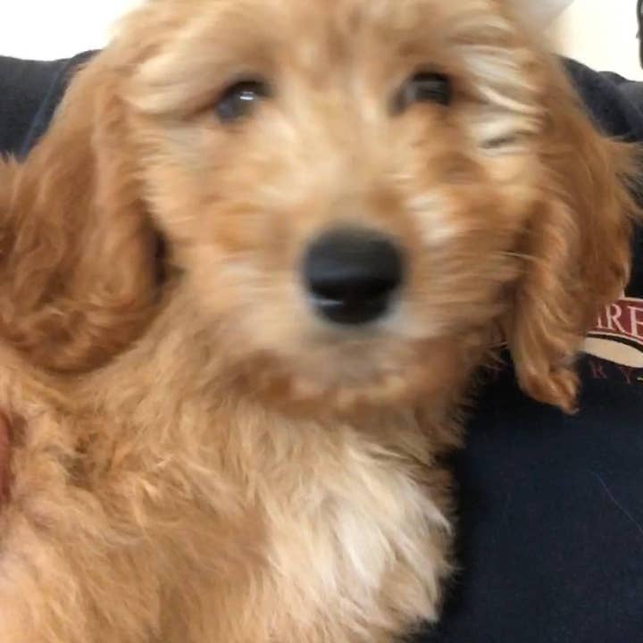 VIAI Beauty - Wholesale Jar/Filled Candle - PRAIRIE FIRE Puppy Breath Soy Wax Candle | 9 oz Amber Apothecary Jar6