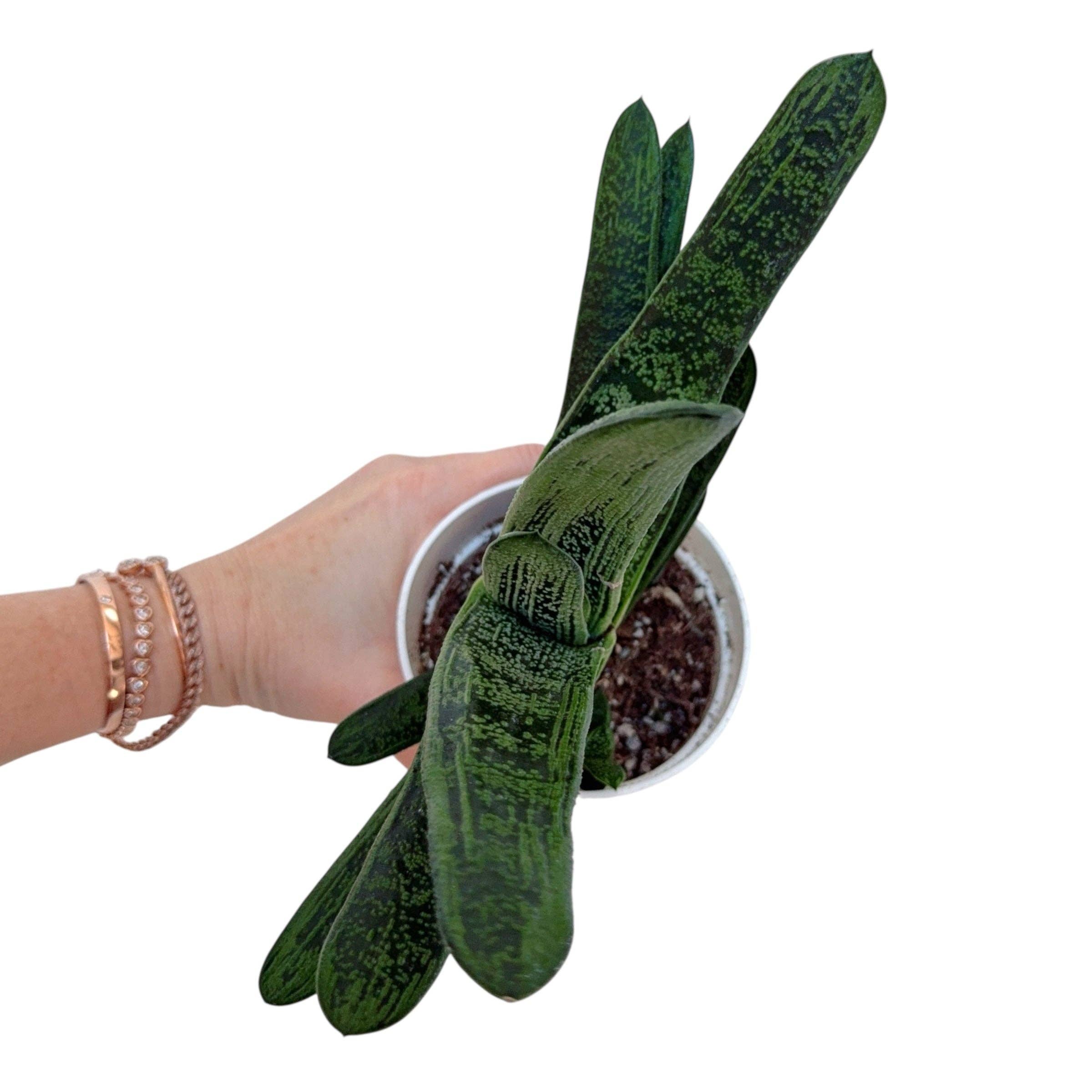 Plant Vault - Wholesale Succulent - Gasteria bicolor var. liliputana2