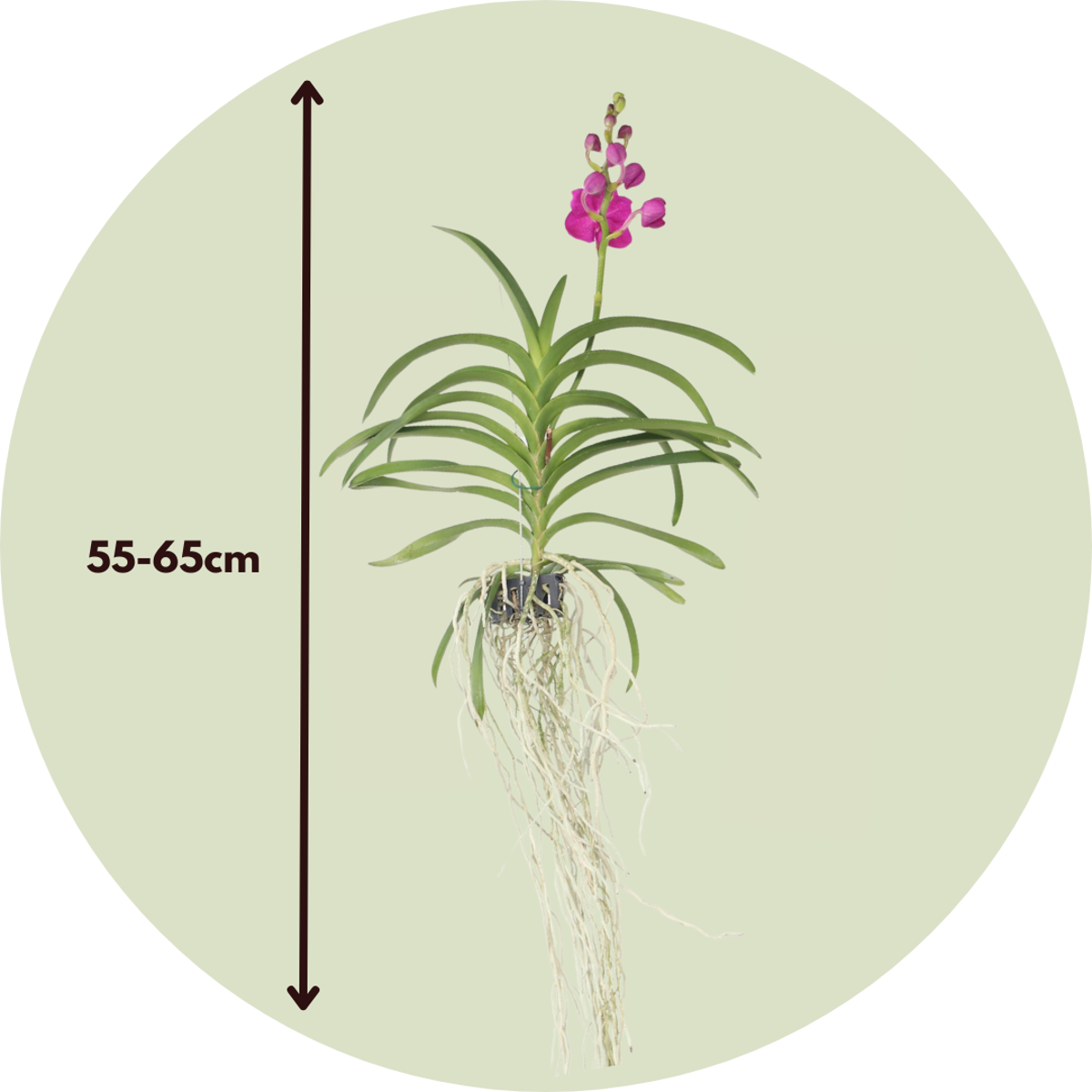 Oasis of Life – wholesale Levande växt – Vanda-Orkidé – Vanda 'Pink' – Höjd 55–65 cm – Exklusiv orkidé med rosa blommor – Tropisk krukväxt utan jord – Lättskött & återblommande – Elegant dekoration för vardagsrum & kontor2