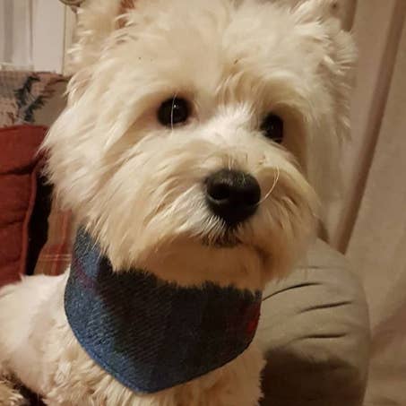 (Skye) Scruffneck - Blau/Grau kariert für den Großhandel von BOWZOS