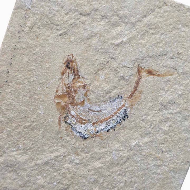 Exhibición de fósiles de peces del Líbano Placa de muestra Cretácico Coleccionistas para venta al por mayor de Lapidary Central