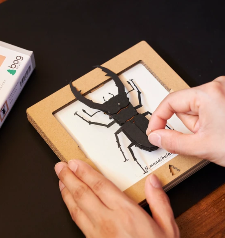 「FUNJI」In Japan - Wholesale DIY Craft Kit - Japanese Paper Craft Beetle Kit – H. Mandibularis Model4