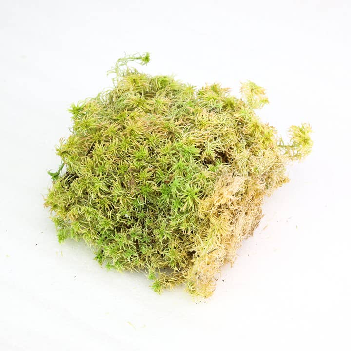 Mossify - Wholesale Live plant - Nat. Canadian Sphagnum Moss β Live or Dormant Moss for Plant6