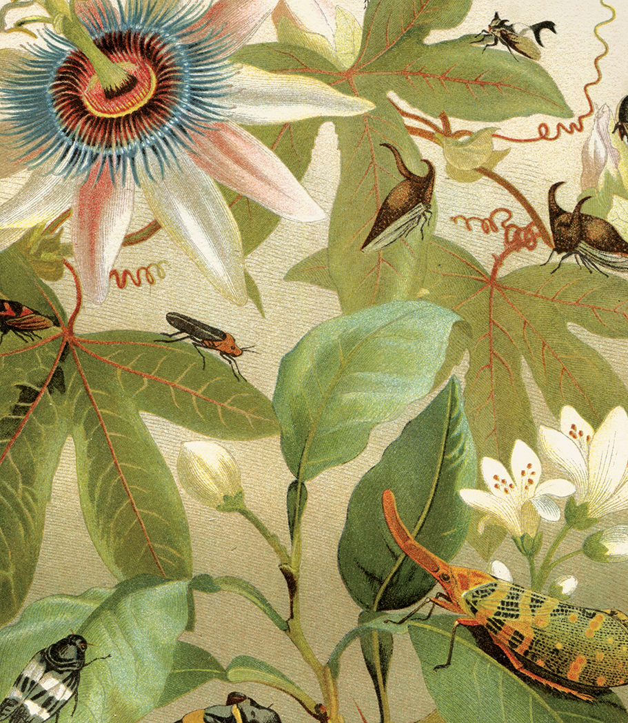 Curious Prints – Großhandel Kunstdruck – Vintage-Zikaden und Passionsblumen-Druck mit optionalem Rahmen2