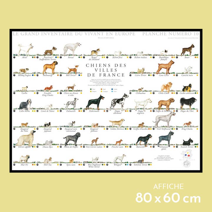 Dogs from French cities - Poster for wholesale by Longue-vue