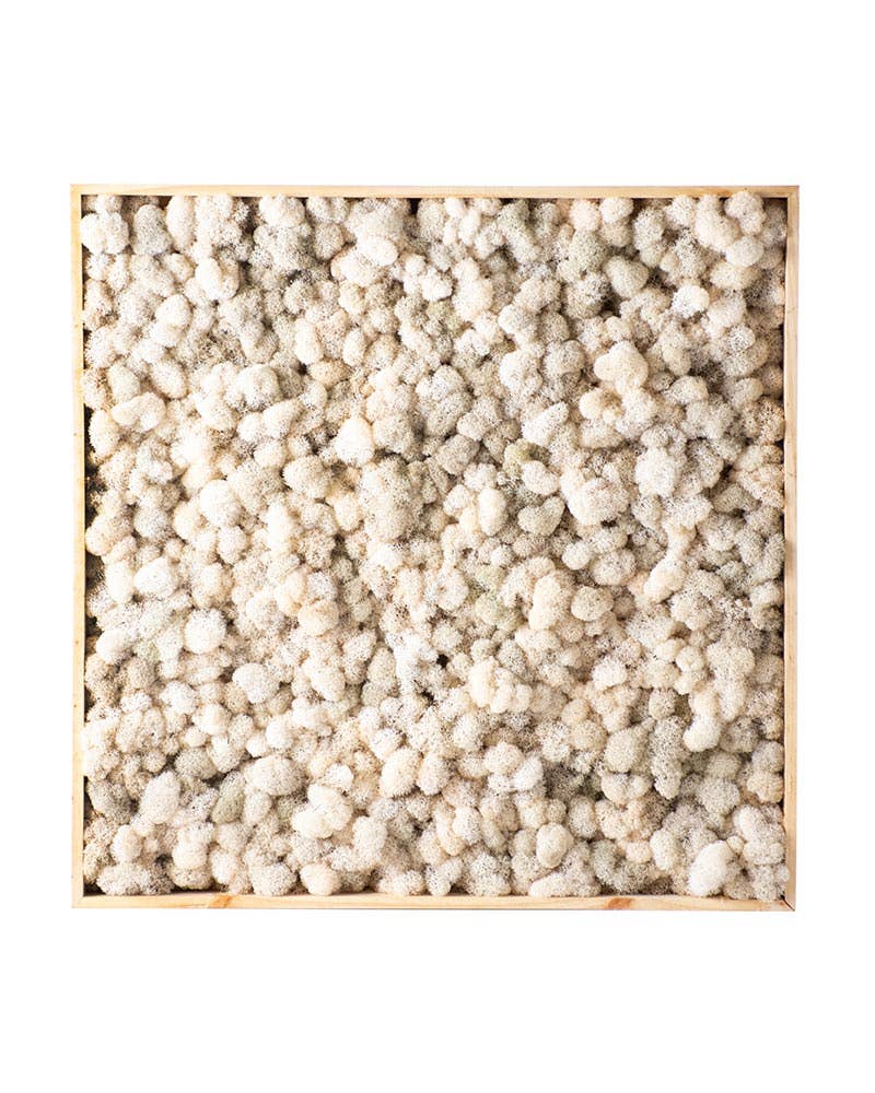 SuperMoss - Wholesale Wall Accent - Vertical Gardens - Reindeer Moss Walls10