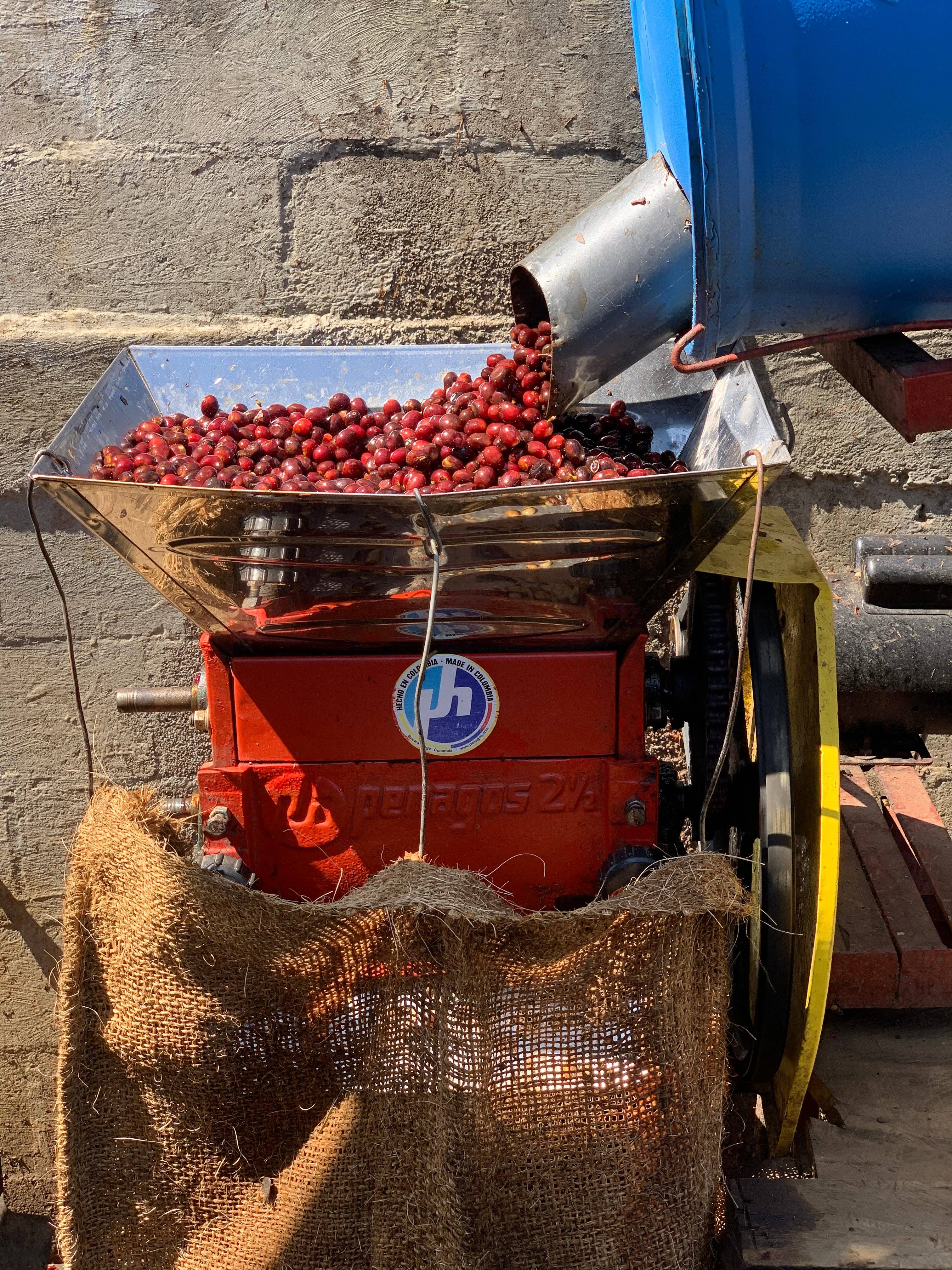 Renversant - Vendita all'ingrosso Caffè in grani - Caffè specialty Microlot Divisadero - El Salvador4