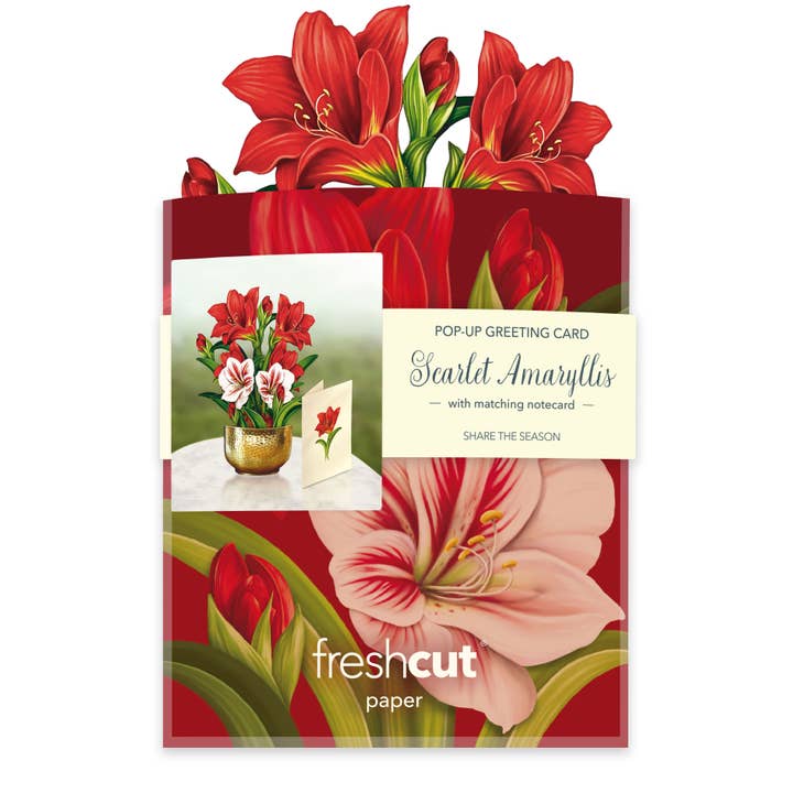 FreshCut Paper LLC - Wholesale Everyday Greeting Card - Mini Scarlett Amaryllis (10 Pop-up Greeting Cards)5
