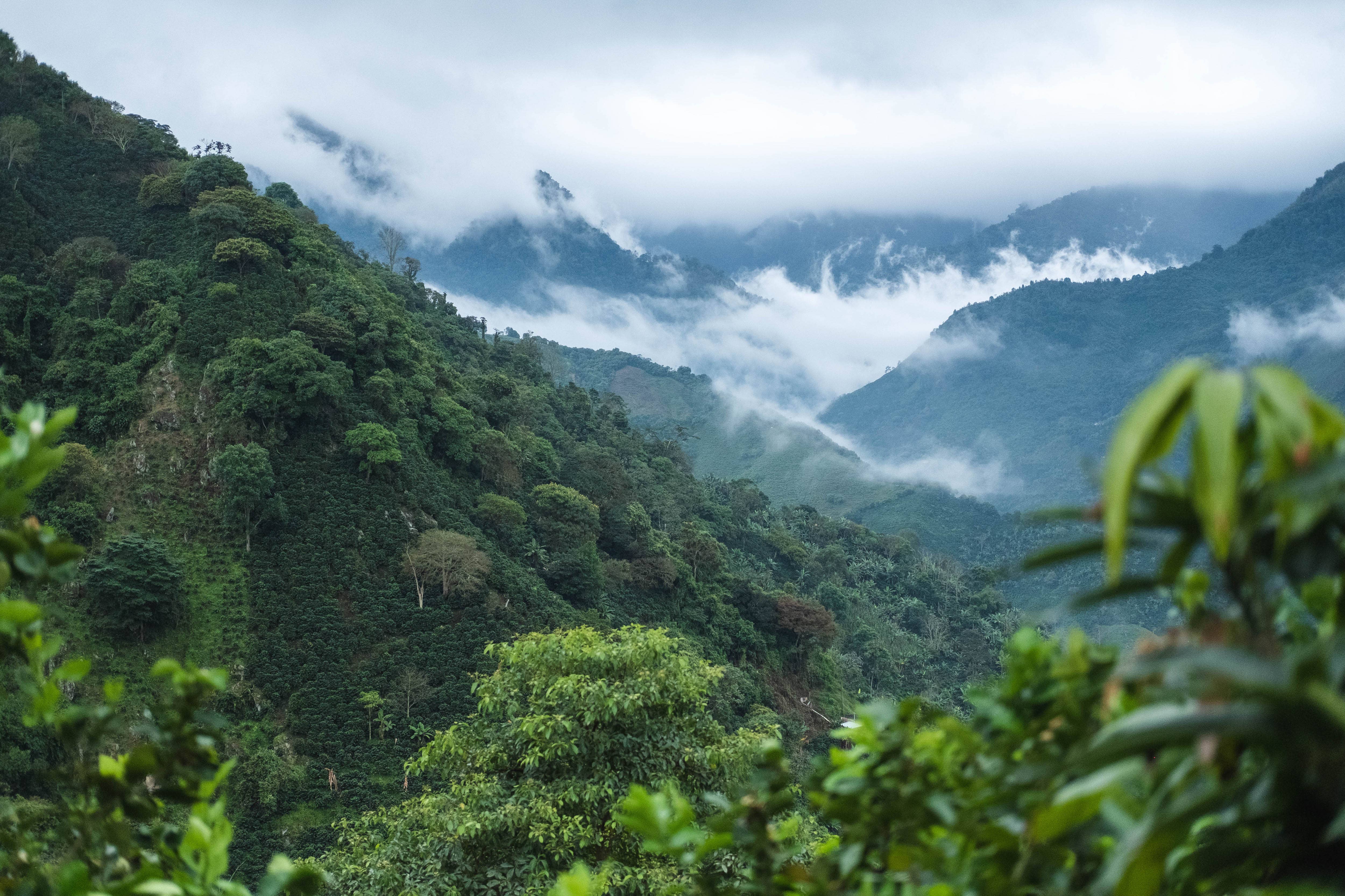 Desnudo Coffee - Wholesale Coffee Beans - BULK TRADITIONAL (ESPRESSO)1