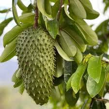 Soursop Leaves for wholesale by RX Tea Shop