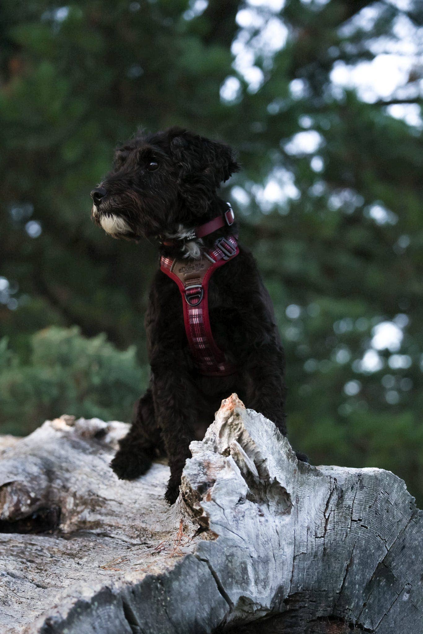 The aDoraBle Pooch Company - Wholesale Pet Harness - Dog - Streamline Pro™ Dog Harness - Heritage Collection - Merlot Manor8