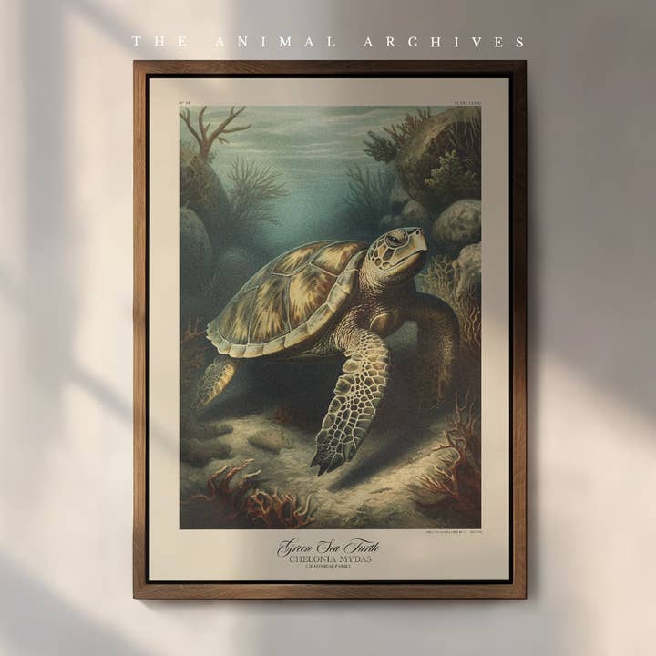 Sea Turtle Naturalist, Antique Vintage Style Print for wholesale by The Poet and The Piper