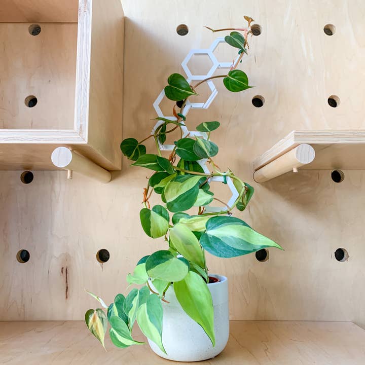 Steel Silk LLC - Wholesale Trellis - 3D Printed Modular Hexagon Indoor Plant Trellis - White