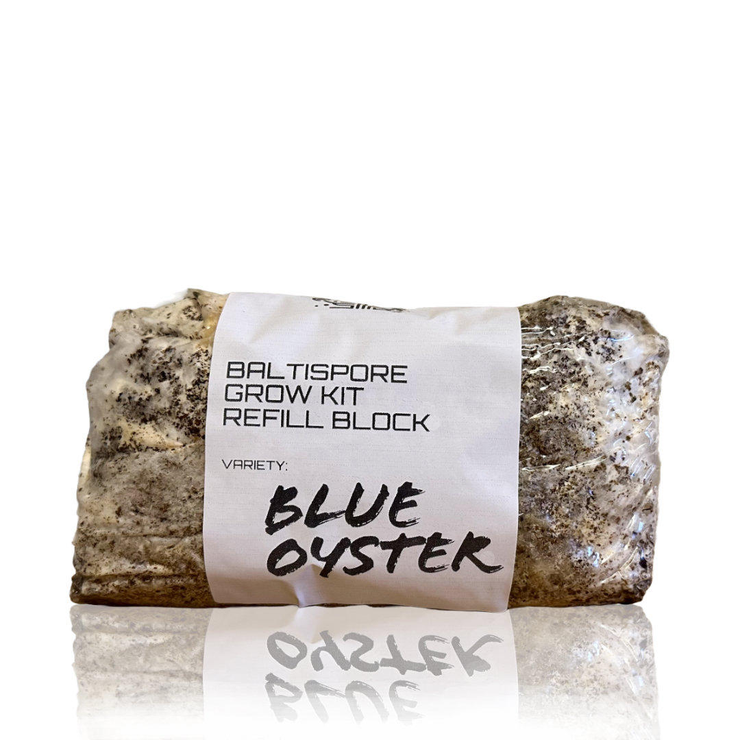 BaltiSpore LLC - Wholesale DIY Food Kit - Mushroom Grow Kit Refill Block6