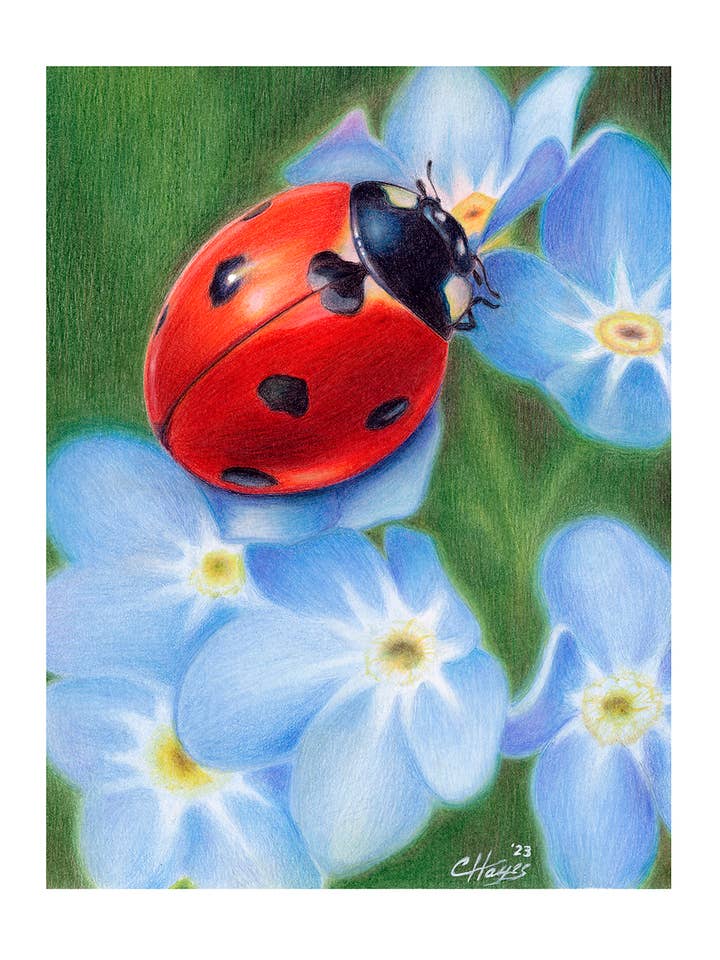 Impresión artística (5x7, enmarañada a 8x10): Ladybug para venta al por mayor de Colin Hayes Art