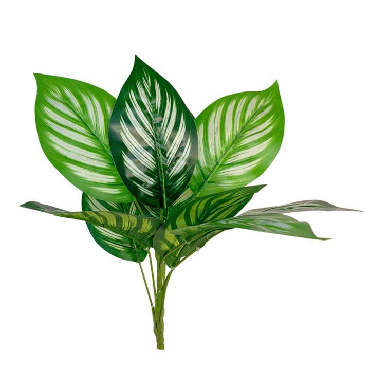 Peacock Plant - Green 14" for wholesale by David Christopher's Collection