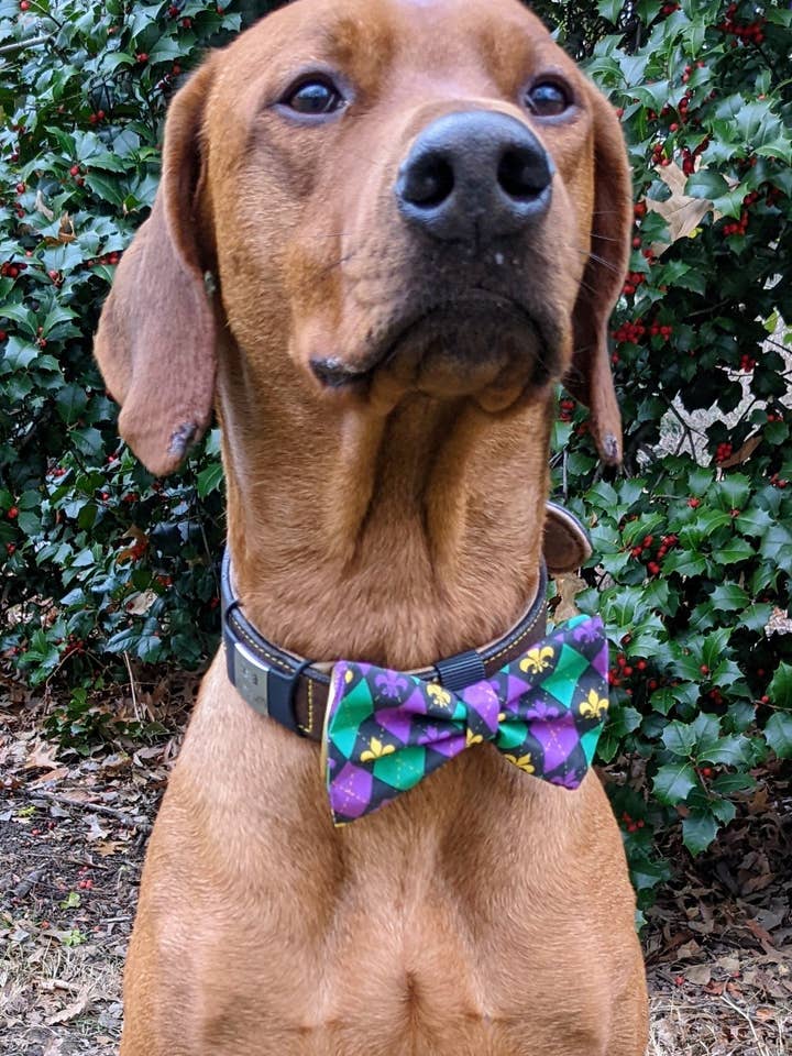 Mardi Gras Argyle Bow Tie for wholesale by Koa's Ruff Life