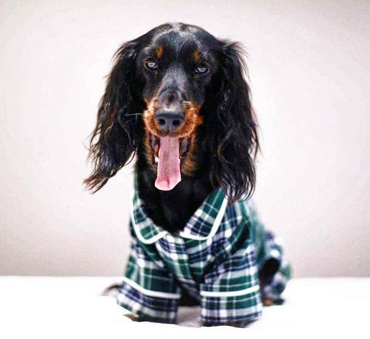 fabdog - Vente Pyjama – chien - Pyjama en flanelle verte1