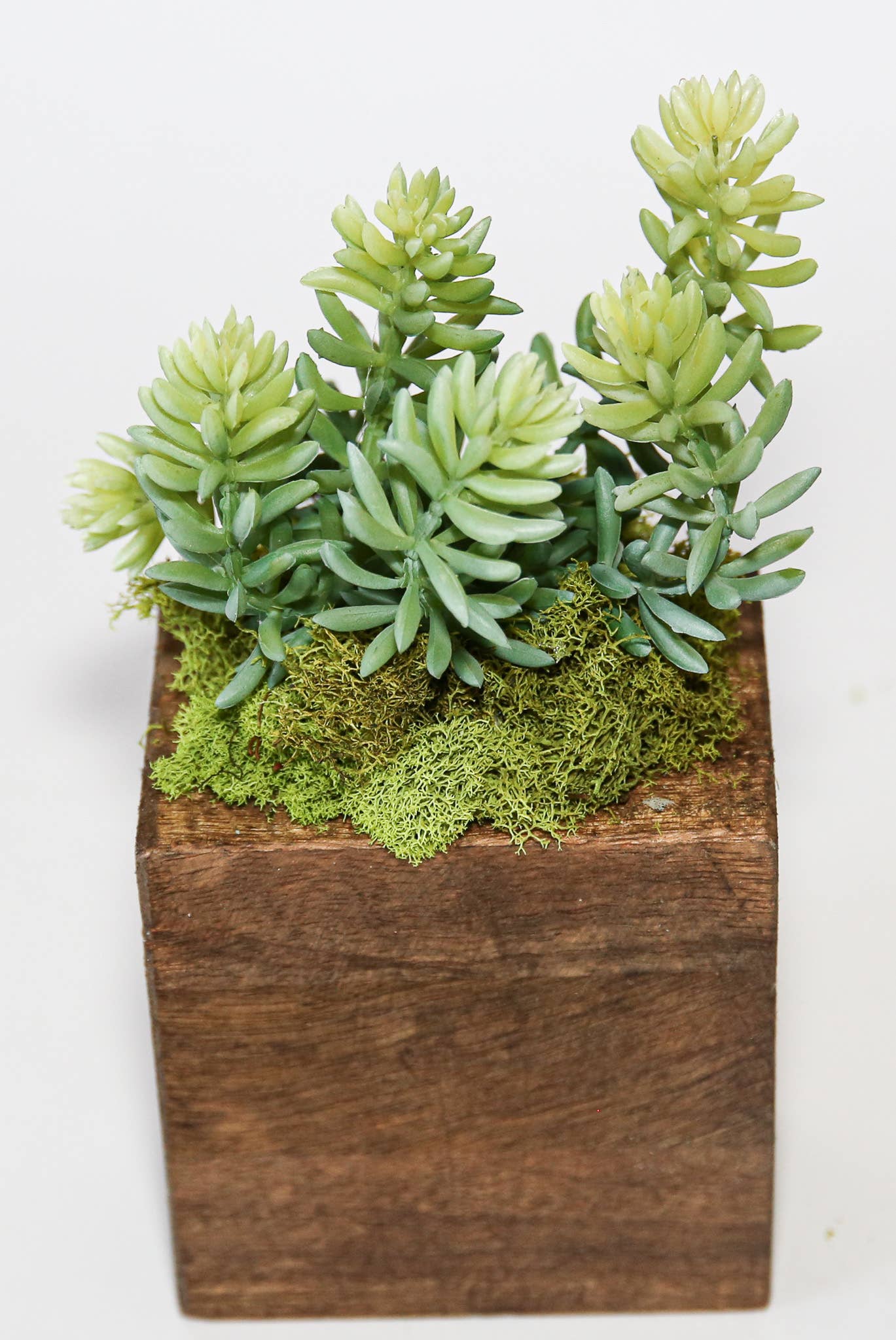 Forever Green Art - Wholesale Succulent - Succulent Sugar Mold Set of 917