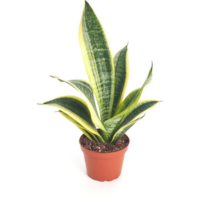 Sansevieria Laurentii House Plant 4" Grow Pot (Pack of 3) for wholesale by Home Botanicals