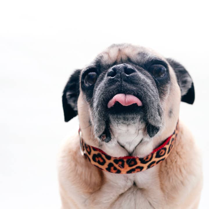 Mimi Green – coleira - Cão por atacado – Coleiras de cachorro de veludo leopardo (27 cores!)1