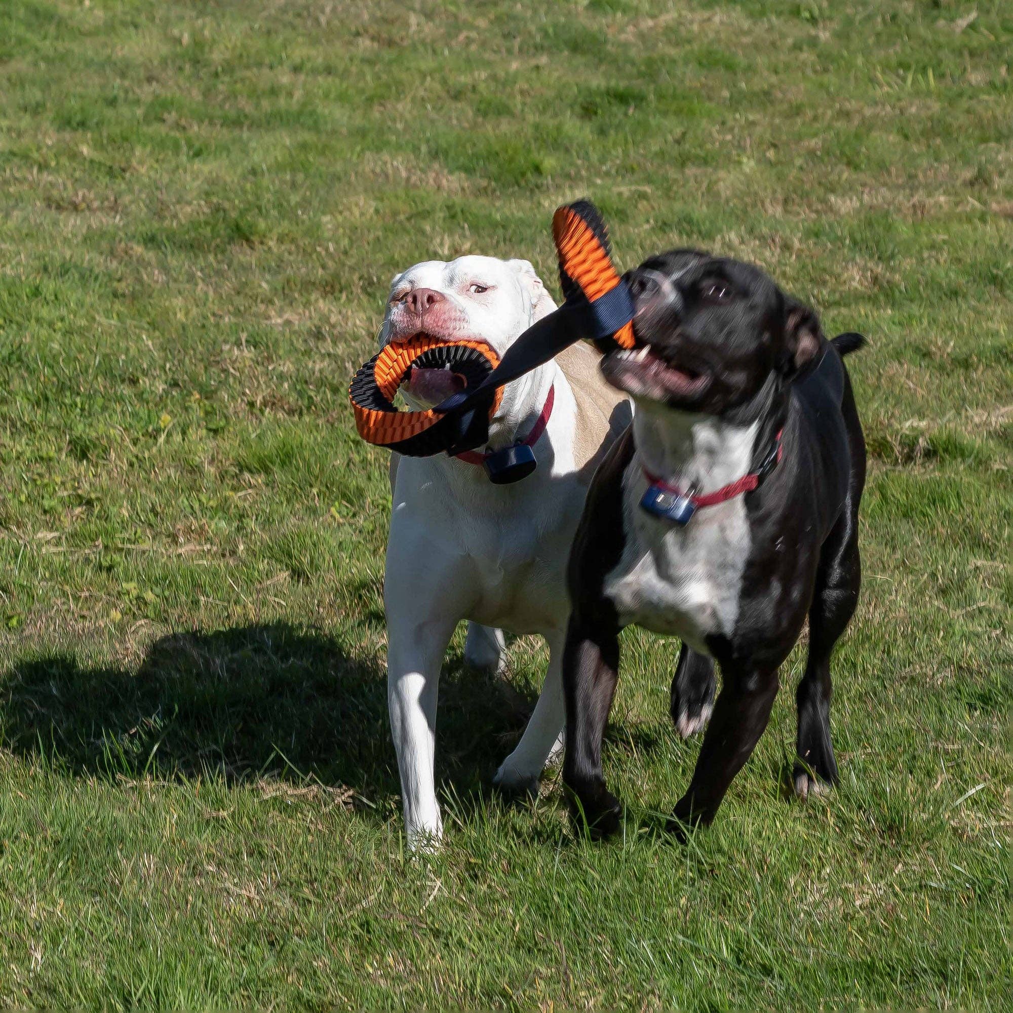 Mad Man - Wholesale Pet Rope Toy - Dog - MAD Dog Tug of War3