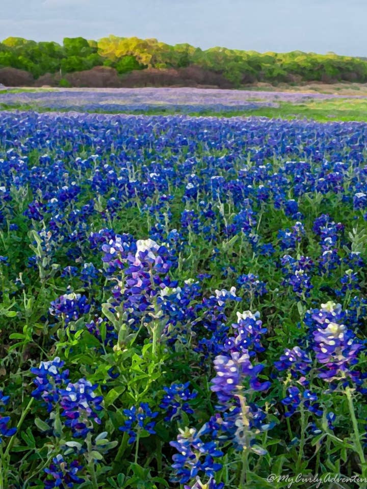 Watercolor Digital Prints - Field of Bluebonnets for wholesale by My Curly Adventures