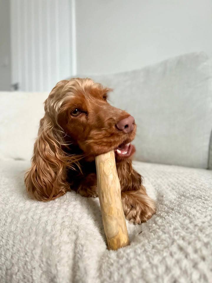 Pet Wiz - Wholesale Pet Chew Toy - Dog - Coffee Wood Chew5