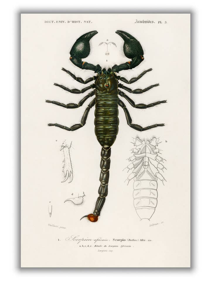 Kejsaren Scorpion för wholesale av Stanley Print House