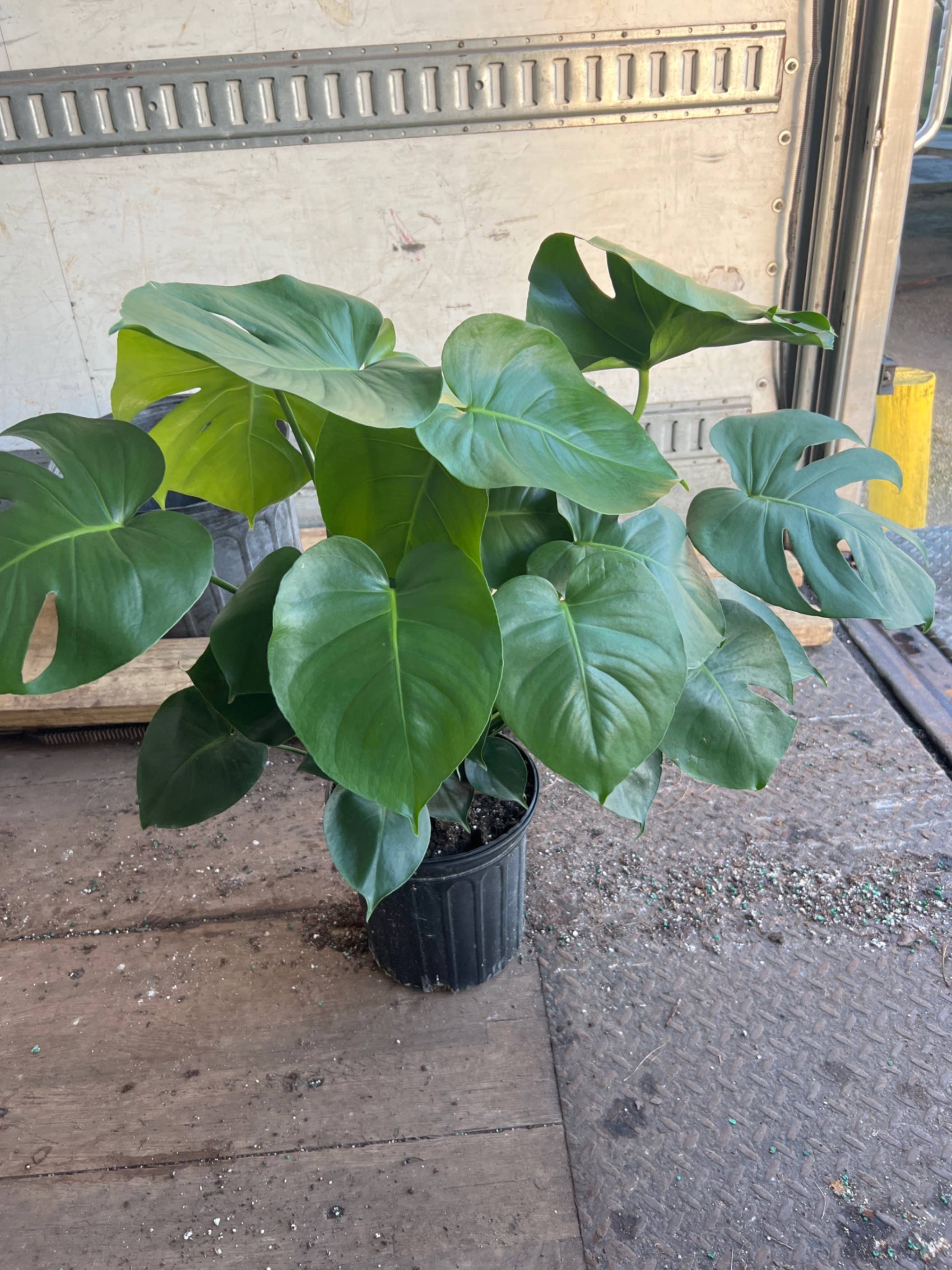 Triad Plants - Wholesale Live Plant - 8" Monstera Deliciosa1