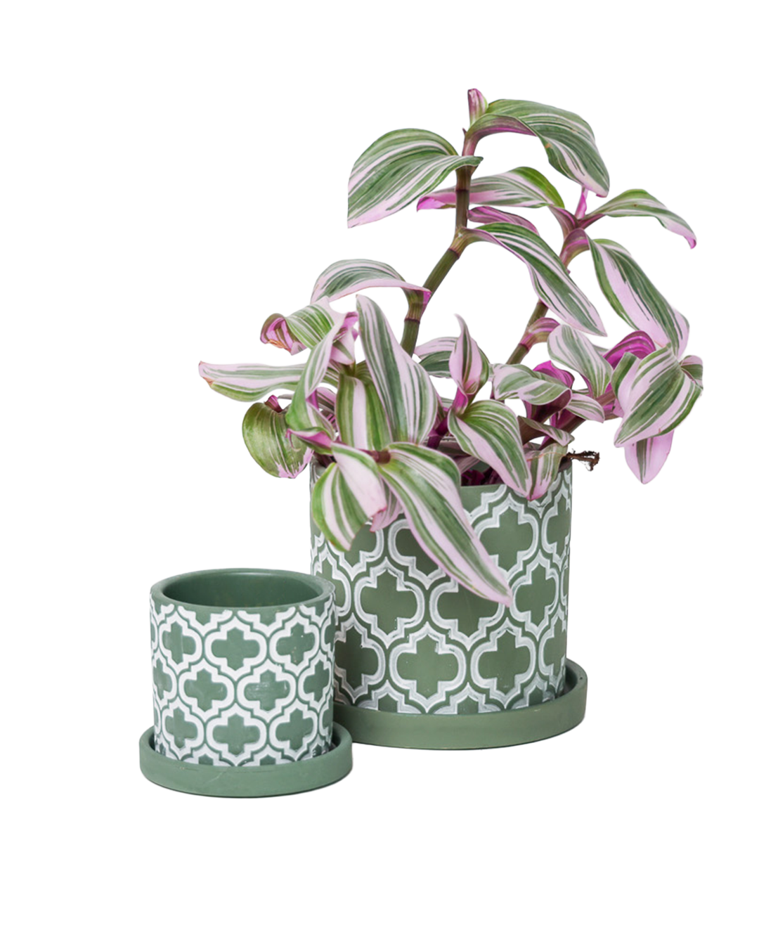 Chive - Wholesale Plant Pot - Balter Succulent Containers Cactus Pot And Saucer25