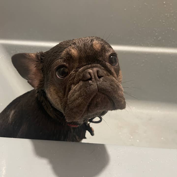 Cordoba Farms - Wholesale Pet Shampoo - Dog - SUGAR DOG3