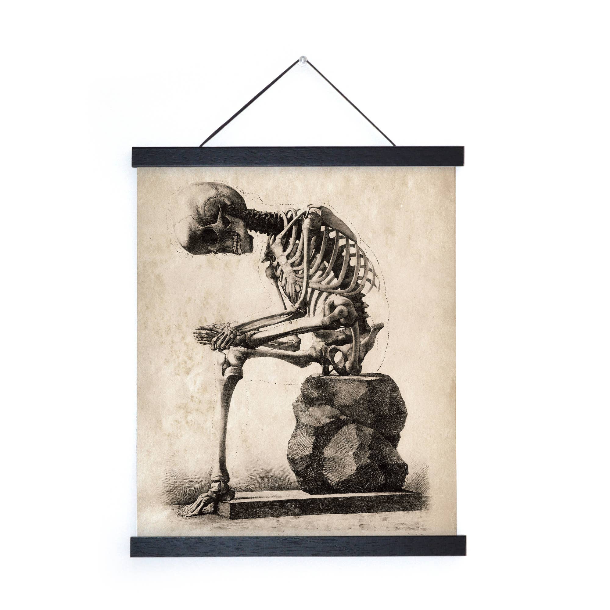 Curious Prints – wholesale Art print – Vintage Anatomy Sitting Skeleton Print w/ optional frame2