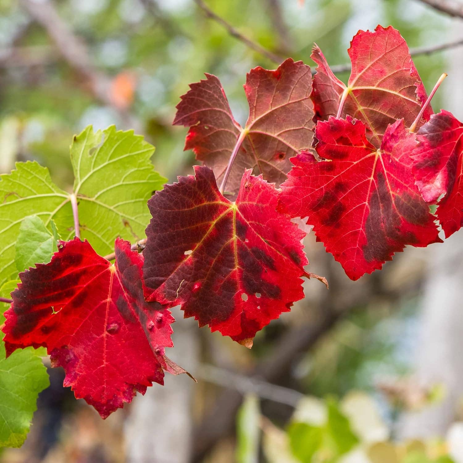 ELITEA - Wholesale Health/Detox Tea - Elitea - Organic Red Vine Leaf Premium Blood Circulation3