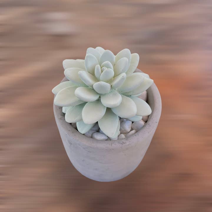 Pretty Valley Home - Wholesale Diffuser fragrance refill - Succulent in Planter Diffuser Gift Set - Sweet Orange Cedar4