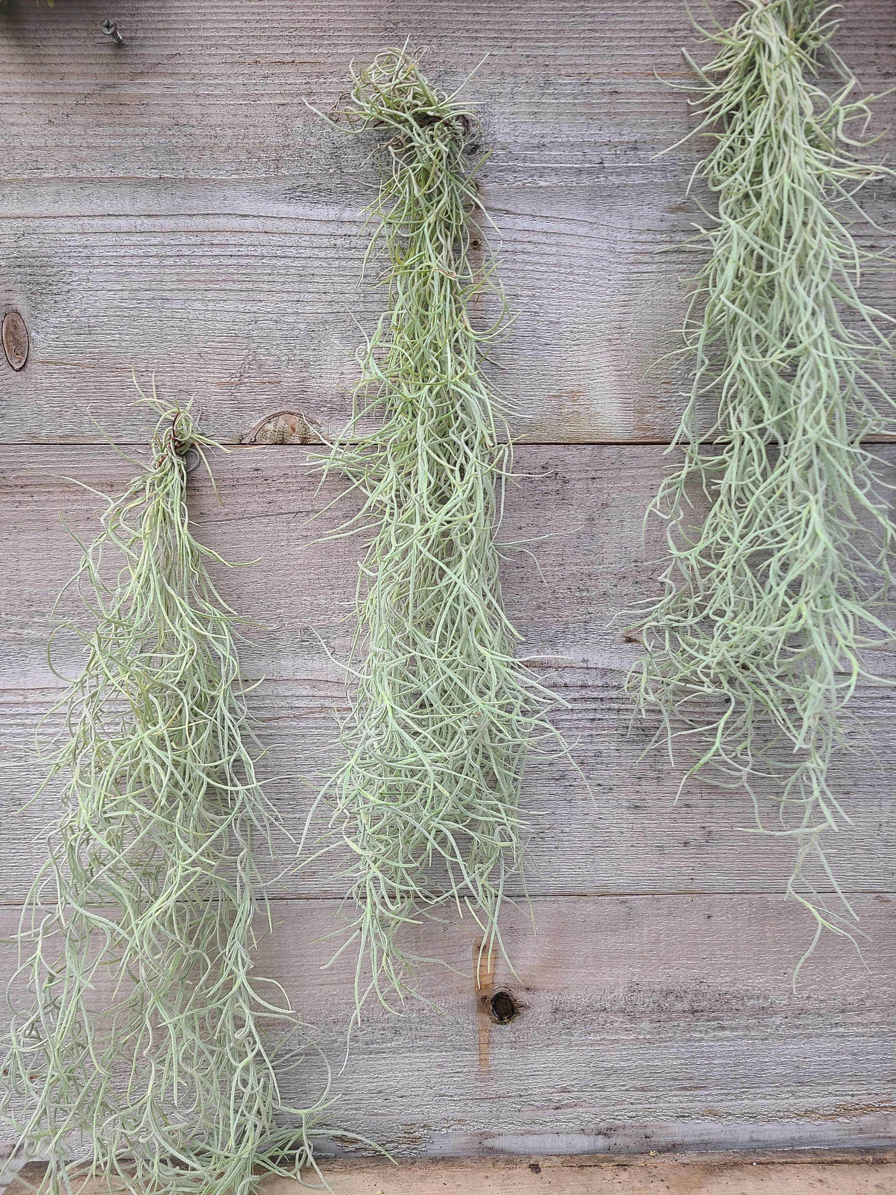 Buzz + Thrive Gardens - Wholesale Live Plant - Tillandsia Usenoides 4