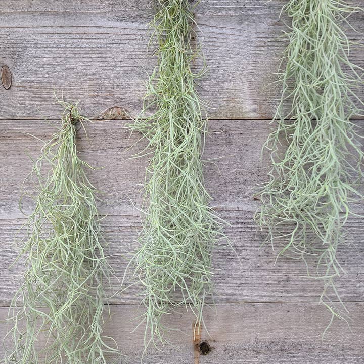 Buzz + Thrive Gardens - Wholesale Live Plant - Tillandsia Usenoides 4