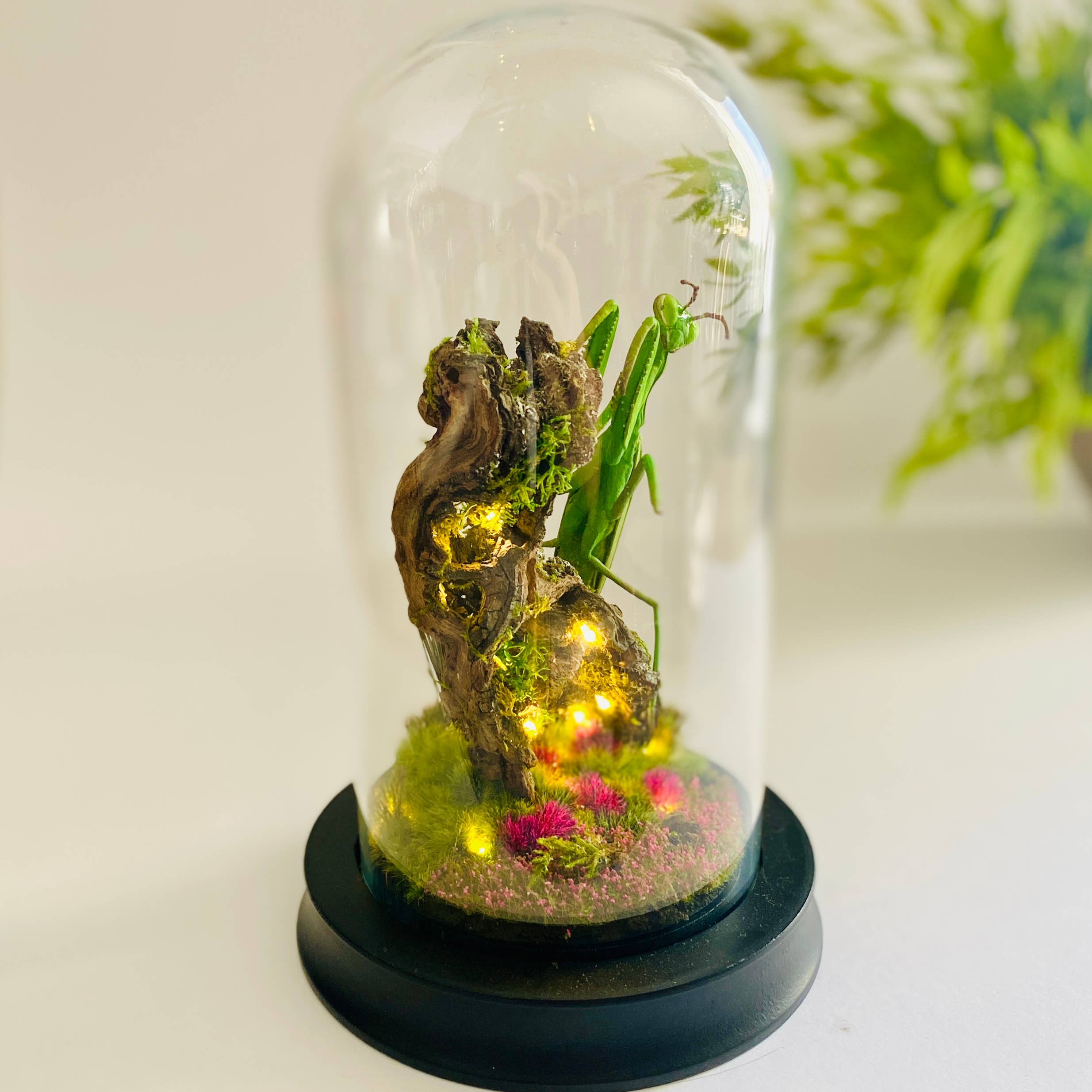 Thingx - Wholesale Decorative Tabletop Object - The praying mantis, curiosity under a glass dome6