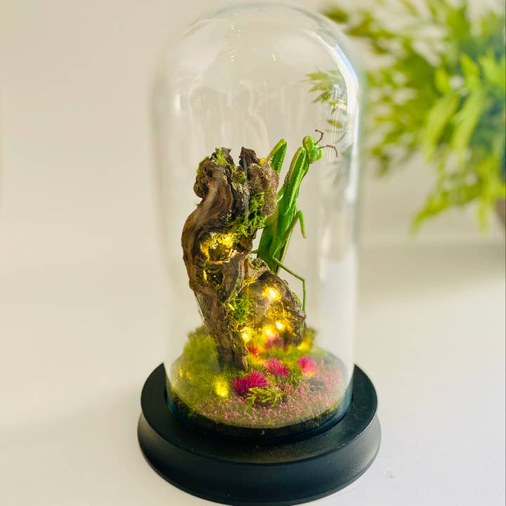 Thingx - Wholesale Decorative Tabletop Object - The praying mantis, curiosity under a glass dome6