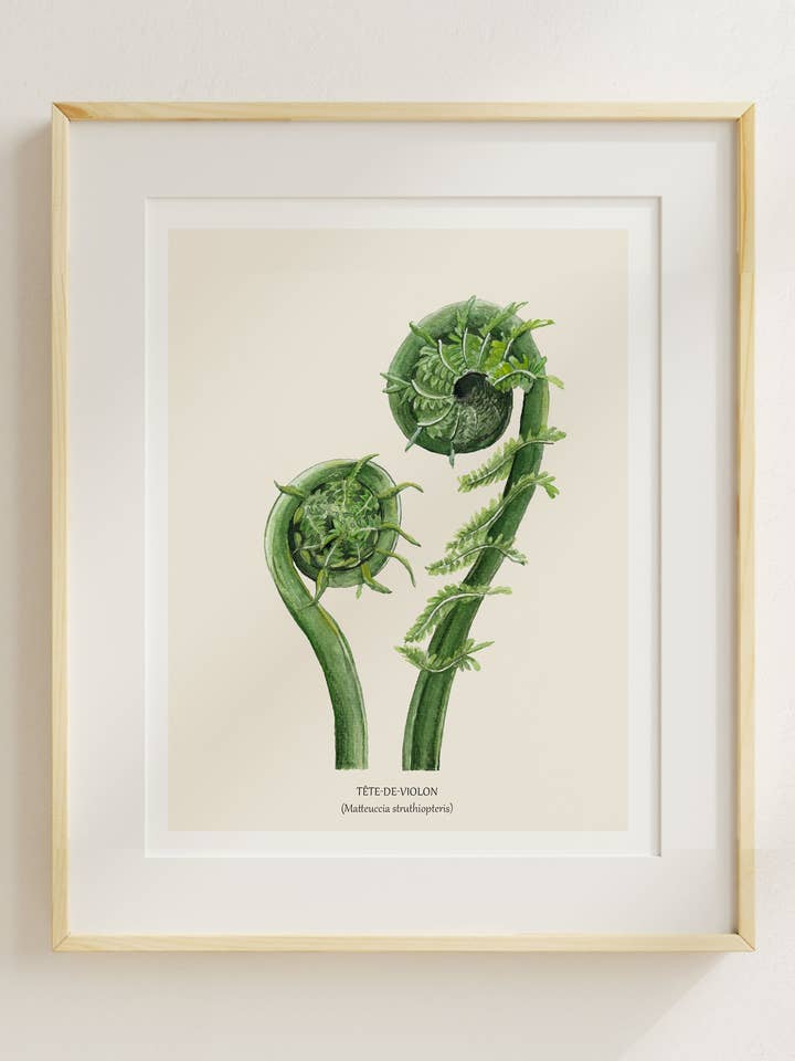 Tête-de-Violon pour la vente par Sarah Choquette Scott Artiste