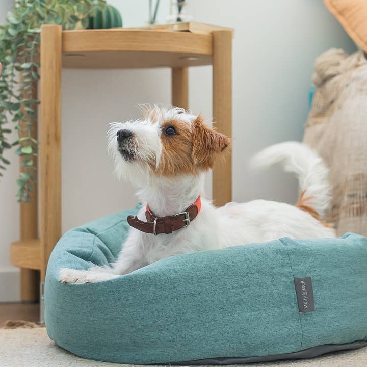 Klassisk turkos Curlybed för hundar och katter för wholesale av Molly&Jack