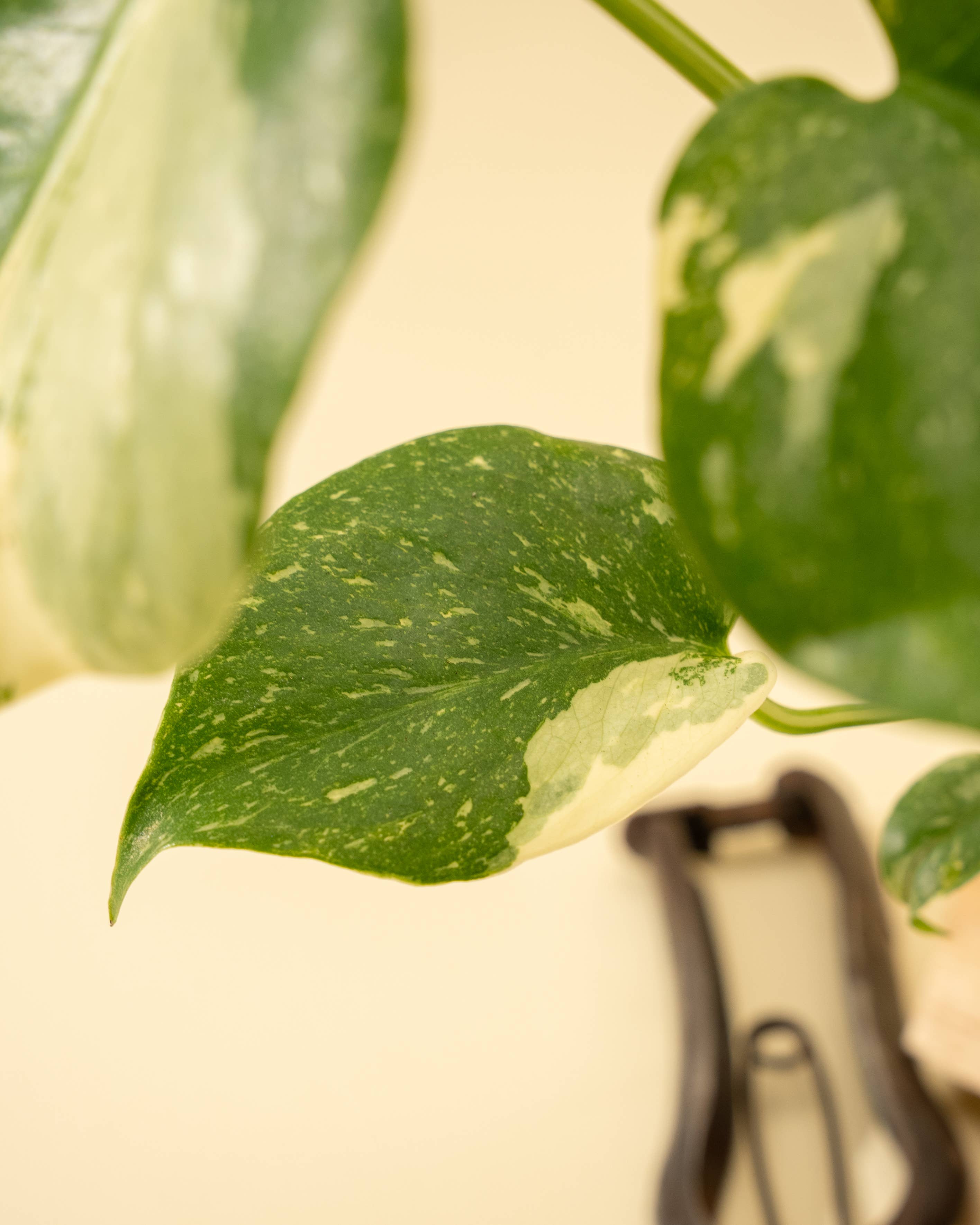 BWH Plant Co - Wholesale Live Plant - 4" Monstera 'Thai Constellation'9