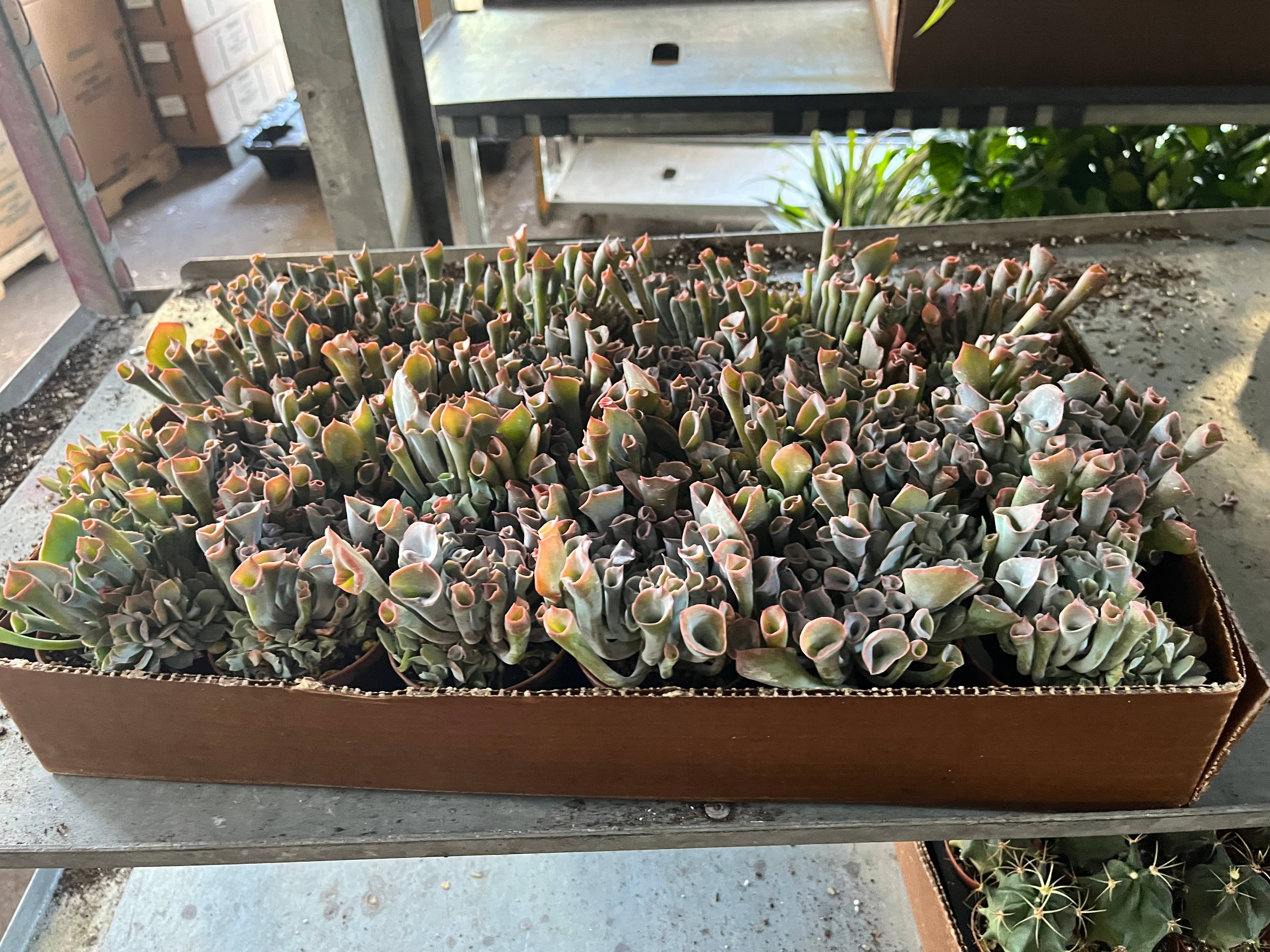 Succulents & Such, Inc. - Wholesale Live Plant -  2" Echeveria Pink Trumpet Live Plant 1