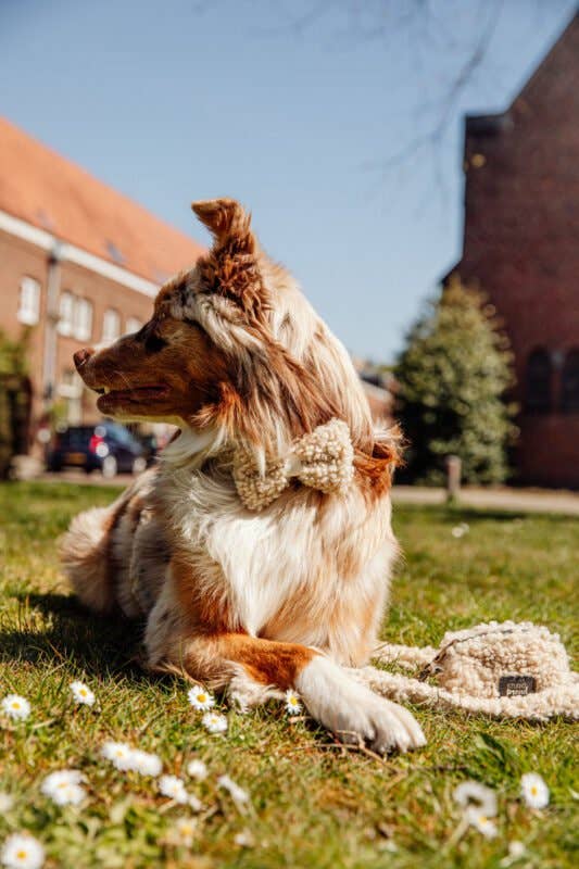 Studio Proud - Wholesale Pet Leash - Dog - Campbell - Teddy Light Dog Leash3