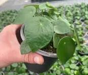 Succulents & Such, Inc. - Wholesale Live Plant -  4" Rain Drop Raindrop Peperomia Live Plant   0