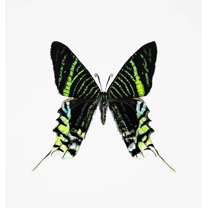 Moth 7 Art Print voor wholesale door J6R6