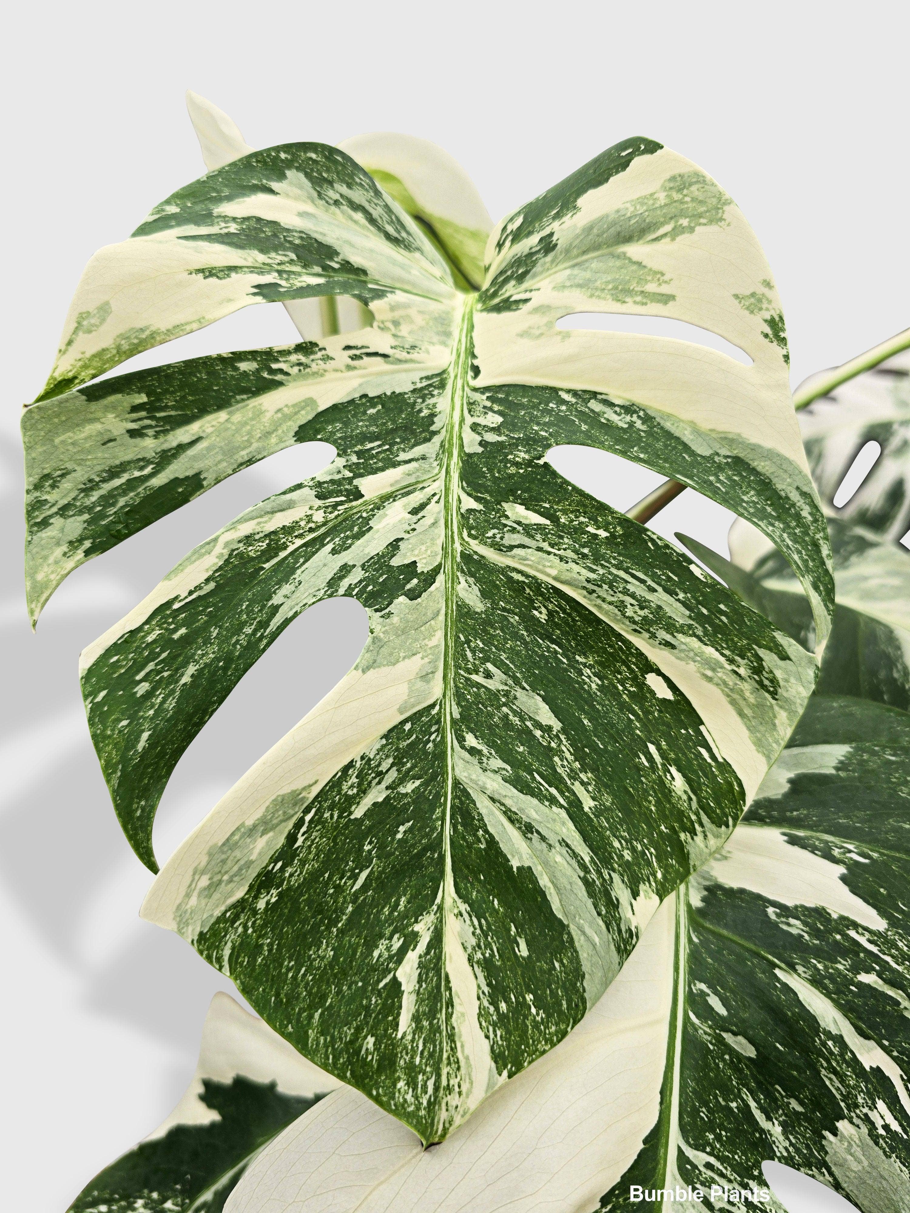 Bumble Plants - Vente Plante - Monstera Borsigiana Variegata Albo (Plante Mère Mature)5